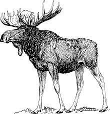 Picture of a moose
